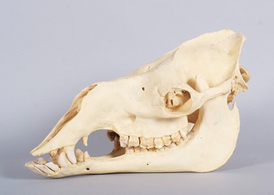 Lot 207 - Skulls/Anatomy: Bactrian Camel Skull (Camelus...