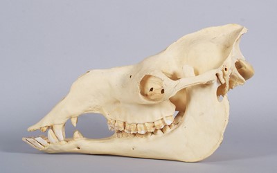 Lot 207 - Skulls/Anatomy: Bactrian Camel Skull (Camelus...