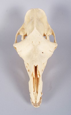 Lot 207 - Skulls/Anatomy: Bactrian Camel Skull (Camelus...