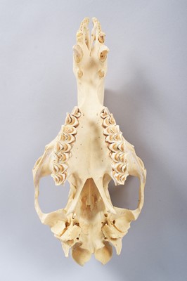 Lot 207 - Skulls/Anatomy: Bactrian Camel Skull (Camelus...