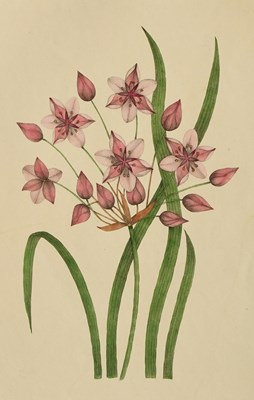 Lot 29 - Botany. Botanical Specimens. Copies from...