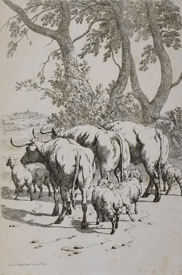 Lot 79 - Hills (Robert). Cattle in Groups for the...