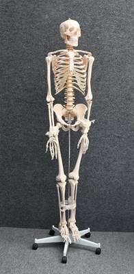 Lot 358 - Model Human Skeleton