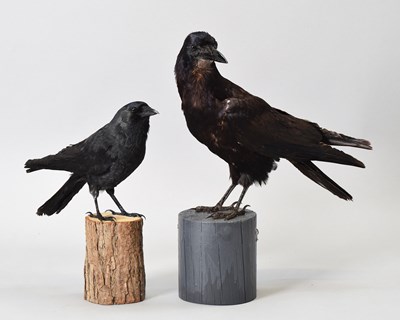 Lot 1182 - Taxidermy: A Jackdaw and Crow (Coloeus...