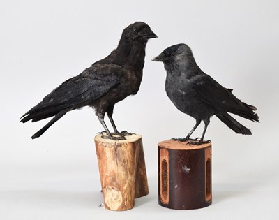 Lot 1180 - Taxidermy: A Jackdaw and Crow (Coloeus...