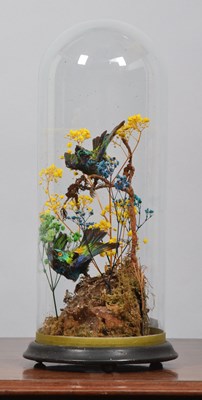 Lot 1191 - Taxidermy: A Pair of Green-headed Tanagers...