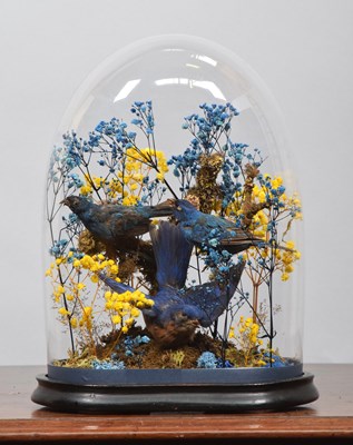 Lot 1179 - Taxidermy: An Eastern Bluebird Indigo Bunting...