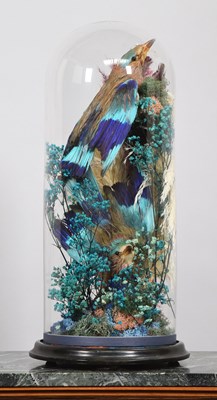 Lot 1186 - Taxidermy: A Pair of Late Victorian Indian...