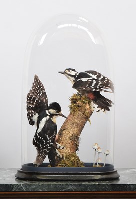 Lot 1181 - Taxidermy: A Pair of Great Spotted Woodpeckers...
