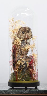 Lot 1184 - Taxidermy: A Late Victorian Tawny Owl (Strix...
