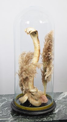 Lot 1183 - Taxidermy: A Spectacled or Indian Cobra (Naja...