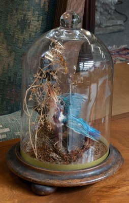Lot 1190 - Taxidermy: A European Kingfisher (Alcedo...