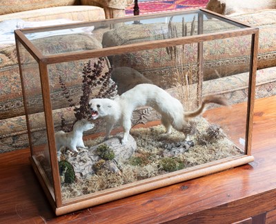 Lot 1185 - Taxidermy: A Cased Ermine and Weasel, late...
