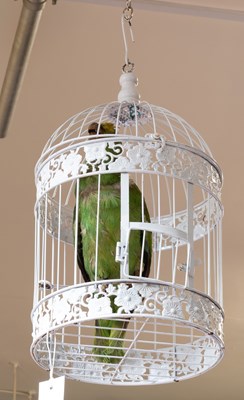 Lot 1188 - Taxidermy: A Late Victorian Yellow-crowned...