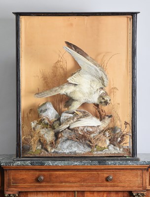 Lot 1119 - Taxidermy: A Late Victorian Cased Peregrine...