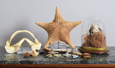Lot 1178 - Natural History Collectibles: A Preserved...