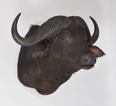 Lot 170 - Taxidermy: Cape Buffalo (Syncerus caffer),...