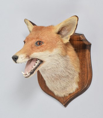 Lot 1142 - Taxidermy: Red Fox Mask (Vulpes vulpes), late...