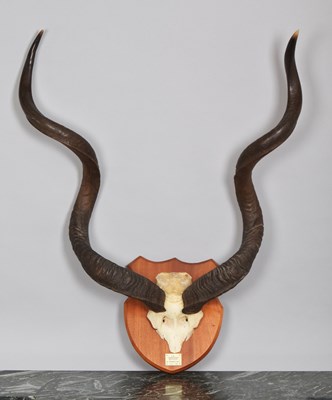 Lot 1140 - Antlers/Horns: Cape Greater Kudu Horns...