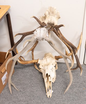 Lot 1120 - Antlers/Horns: A European Moose Upper Skull...