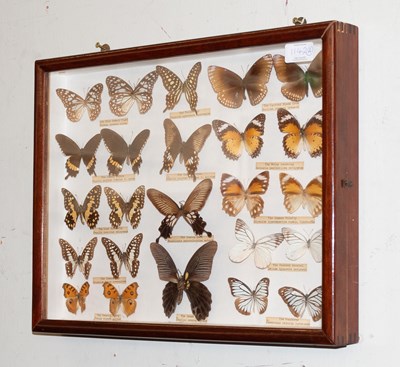 Lot 1142A - Entomology/Lepidoptera: A Framed Collection of...