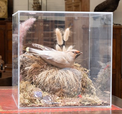 Lot 1131 - Taxidermy: A Cased Bohemian Waxwing...