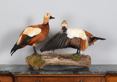 Lot 1133 - Taxidermy: A Pair of Ruddy Shelducks (Tadorna...