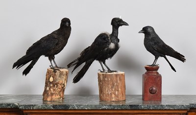 Lot 1130 - Taxidermy: A Jackdaw, Crow, and Unicorn Crow...
