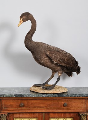 Lot 1128 - Taxidermy: A Black Swan (Cygnus atratus),...