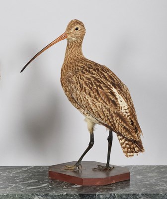 Lot 1132 - Taxidermy: A Eurasian Curlew (Numenius...