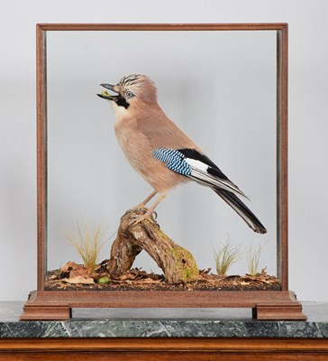 Lot 1127 - Taxidermy: A Cased European Jay (Garrulus...