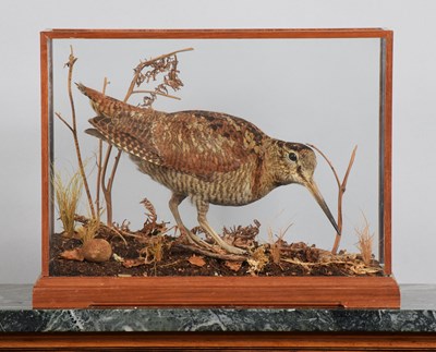 Lot 1139 - Taxidermy: A Cased European Woodcock (Scolopax...