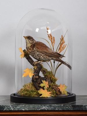 Lot 1123 - Taxidermy: A Fieldfare Under Dome (Turdus...
