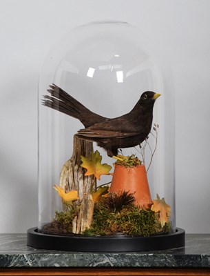 Lot 1138 - Taxidermy: A European Blackbird (Turdus...