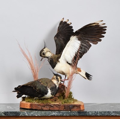 Lot 1137 - Taxidermy: A Pair of Common Lapwings (Vanellus...