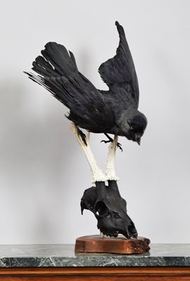 Lot 1135 - Taxidermy: A Jackdaw on a Roebuck Deer Skull...