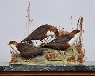 Lot 1134 - Taxidermy: A Trio of White-throated Dippers...