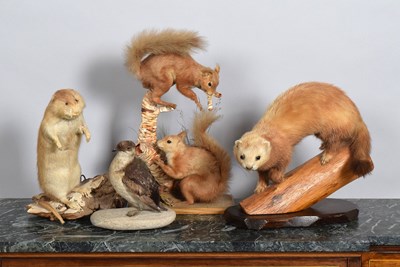 Lot 1129 - Taxidermy: Muskrat, Red Squirrels, Little Auk...