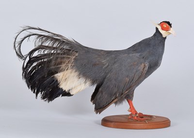 Lot 1191 - Taxidermy: A Blue-Eared Pheasant (Crossoptilon...