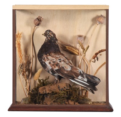 Lot 1192 - Taxidermy: A Late Victorian Cased Darwin...