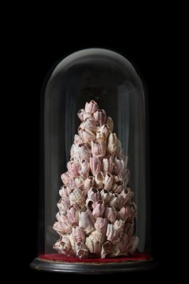 Lot 104 - Conchology: A Late Victorian Large Natural...