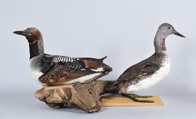 Lot 1186 - Taxidermy: Black-throated Diver and...