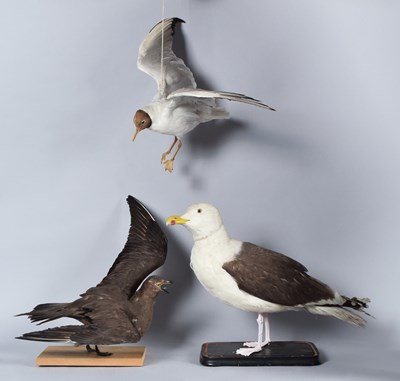 Lot 1200 - Taxidermy: An Arctic Skua, Great Black-backed...