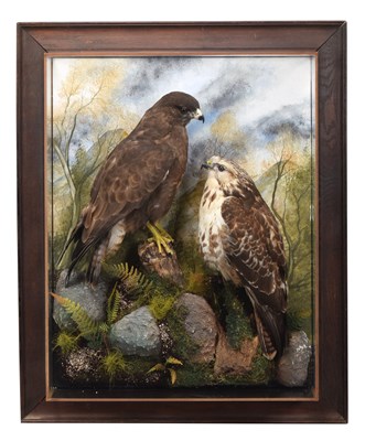 Lot 12 - Taxidermy: A Pair of Wall Cased Common...