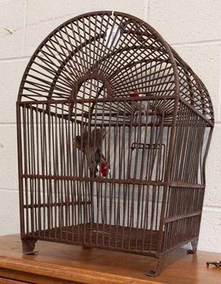 Lot 1204 - Taxidermy: A Pair of Red-cowled Cardinals...