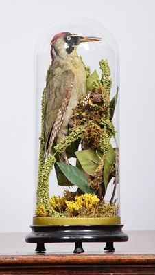 Lot 1398 - Taxidermy: A Late Victorian Green Woodpecker...