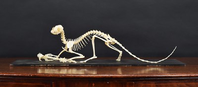 Lot 1187 - Skeletons/Anatomy: A Common Genet Skeleton...