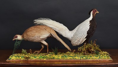Lot 1397 - Taxidermy: A Pair of Late Victorian Silver...