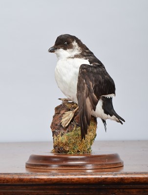 Lot 1403 - Taxidermy: A Little Auk (Alle alle), late 20th...