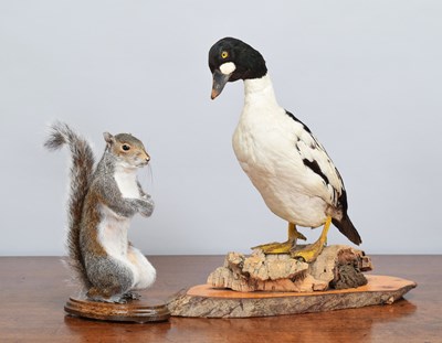Lot 1396 - Taxidermy: A European Grey Squirrel and...